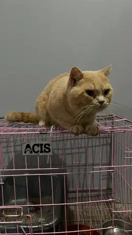 Kucing BSH Jantan