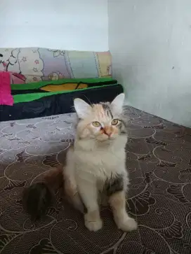 Kucing indo campur