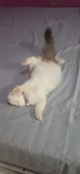 Kucing supervlucu cebol pendek bulu tebal pintar nurut betina 4 Bulan