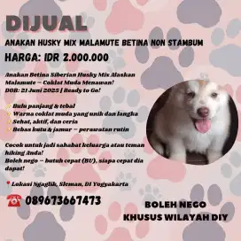 ANAKAN HUSKY MIX MALAMUTE BETINA NO STAMBUM