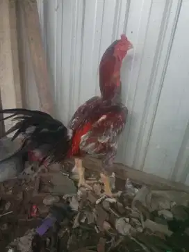 Ayam jago bangkok - mangon
