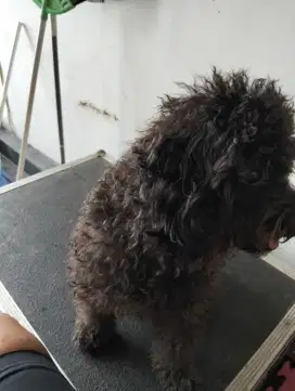 Di cari penyayang dan pemelihara anjing