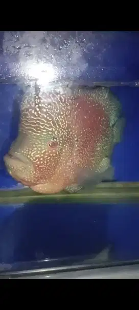 Ikan Louhan CC FM