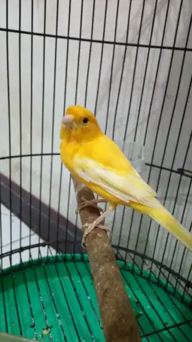 Kenari jantan rwikan ma kandang*