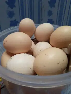 Telur Ayam Kampung Fresh Baru Tinggi Nutrisi Bisa ditetaskann