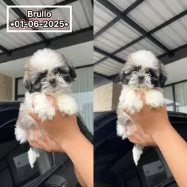 Shihtzu Puppy Jantan Good Quality