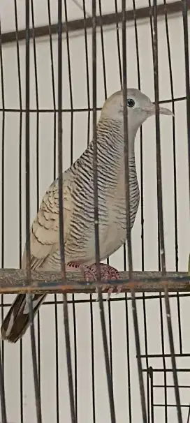 Perkutut silver muda rajin