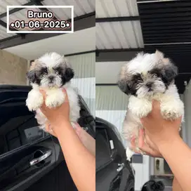 Puppy Shihtu Tricolor Jantan