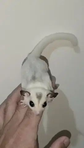Sugar glider platmos 2 bulan jantan
