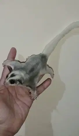 Sugar glider mozaic jantan 2.5 bulan