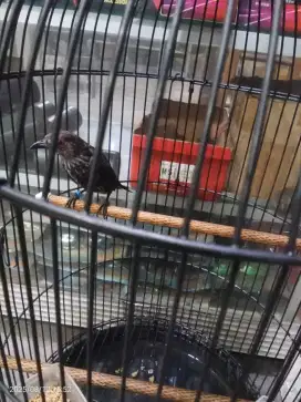 Burung jalak hitam