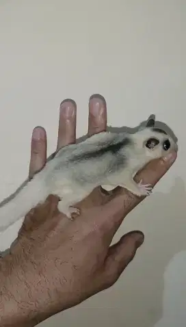 Sugar glider mozaic betina 2 bulan