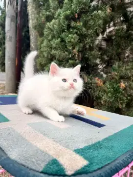 Kucing munchkin british shorthair NS