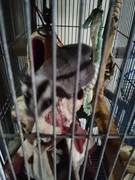 Sugar glider grey classic