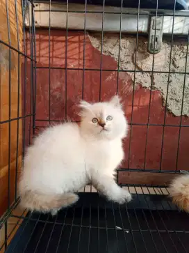 Kucing Persia Himalaya