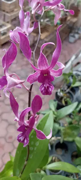 Anggrek Dendro cantik
