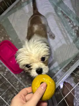 ANJING MINI SHIH TZU SHITZU SHIHTZU LINCAH RAKUS