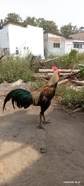 Dijual!! Ayam Pama ngon