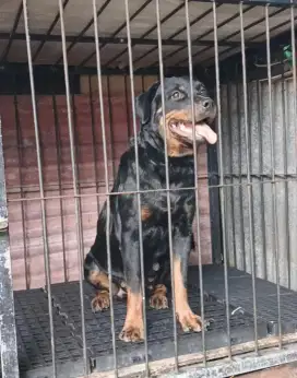 Rotweiller betina 19 bln jinak total
