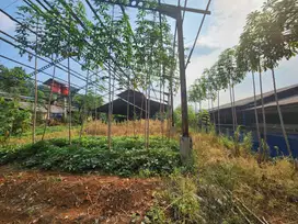 Peternakan Ayam di Bogor
