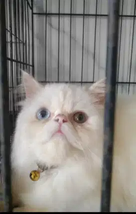 Kucing peaknose oddeye