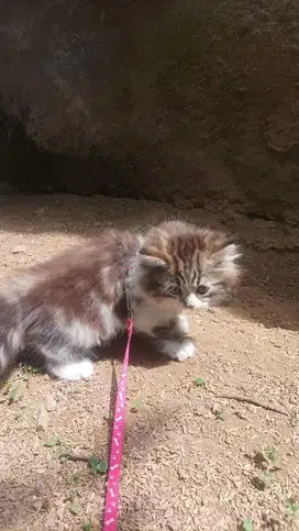 kucing kitten persia