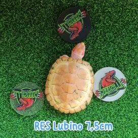 Kura RES Lubino Lucy Albino 7,5cm