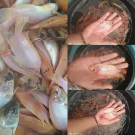 Jual bibit ikan