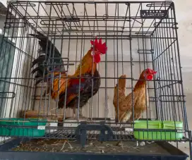 Jual sepasang ayam kate