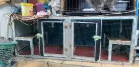 Kandang kucing jumbo