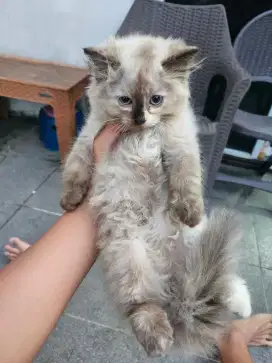 Dijual kucing persia 2 buah