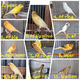 Kenari gacoran burung aja