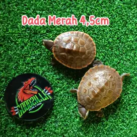 Kura Dada Merah 4,5cm an