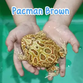 Pacman Brown Sehat