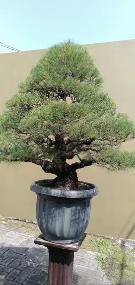 bonsai Cemara Udang