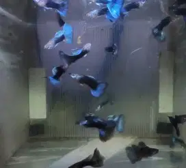 Ikan Hias Guppy Half Black Blue (HB Blue)