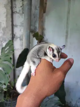 Sugar glider moza betina
