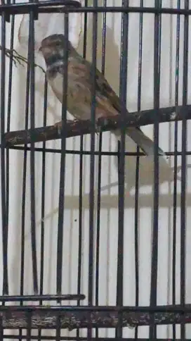 Blackthroat gacor buksay