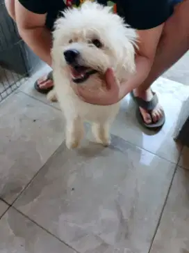 Anjing pom warna putih