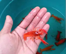 Jual udang lobster merah