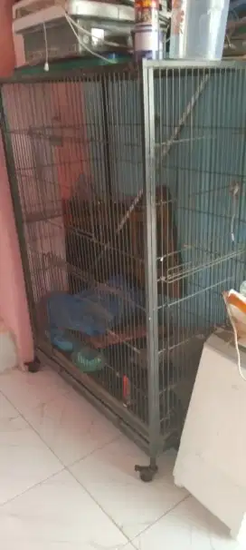 Kandang kucing besi