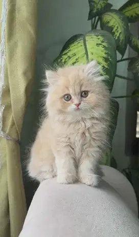 Kitten Anggora/Kucing Anggora