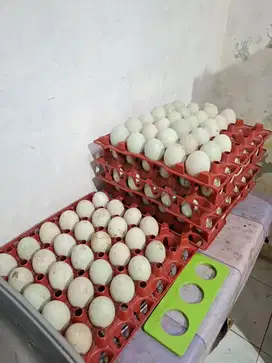 Telur bebek murah