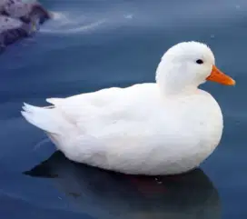Callduck PARUH PENDEK