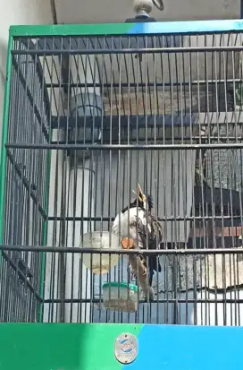 Jalak suren Jawa gacoor