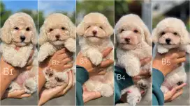 poodle betina apricot