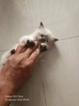 Kucing peaknose himalaya kitten indukan persia
