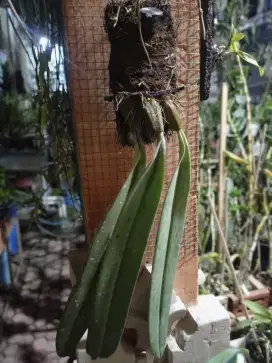Anggrek Dasi Species guys