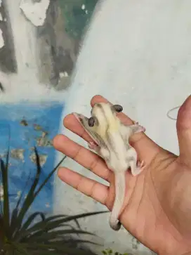 Sugar Gliders platinum betina