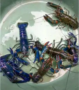 Jual udang lobster air tawar